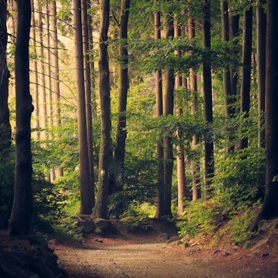 Nature Photo